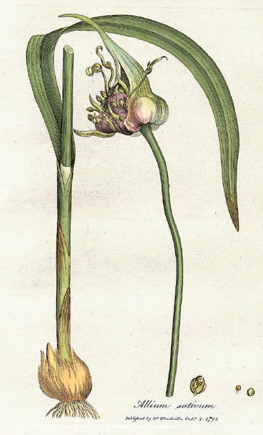 tacuino sanitatis garlic